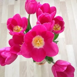 Тюльпаны оптом от 26 р. с доставкой во Владивосток!