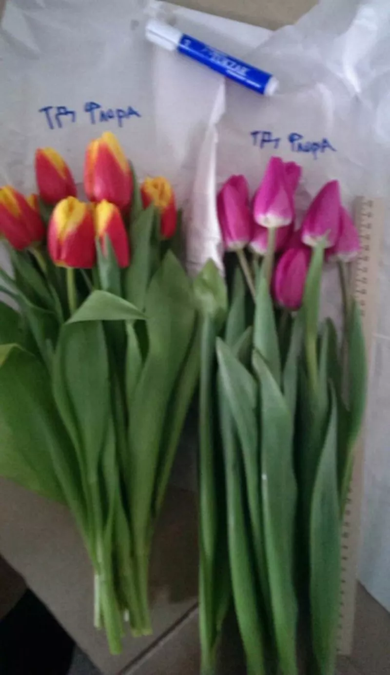 Тюльпаны оптом от 26 р. с доставкой во Владивосток! 3